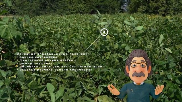 Сорт сои Кора смотреть онлайн