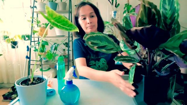 How to get rid of spider mites completely смотреть онлайн