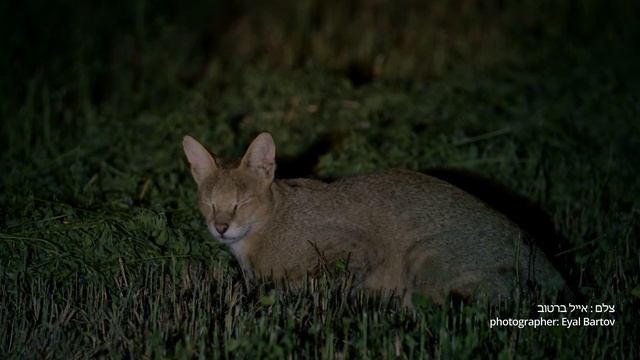 Jungle cat חתול ביצות حالة الحفظ (Felis chaus) смотреть онлайн