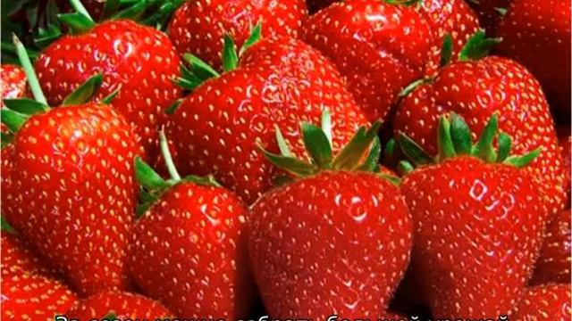 Клубника Сельва смотреть онлайн