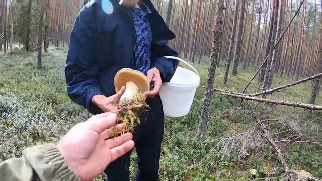 Боровики. Белые грибы. Лодейнопольский район. #боровик #белыйгриб #алеховщина смотреть онлайн
