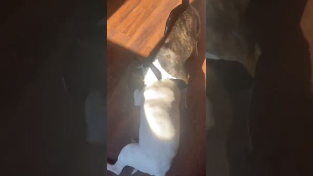 No aggression ❤️? #play #love #bullterrier #friends #family #бультерьер #друг #нежность #игра смотреть онлайн