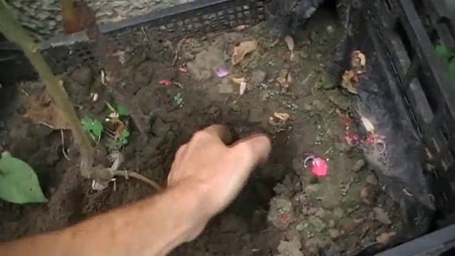 Прививка томата на картофель. Часть 3 ( начало в описании ). Удачный результат смотреть онлайн