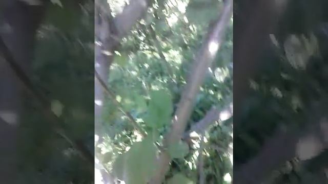 ГНИЛЫЕ ЯБЛОКИ смотреть онлайн