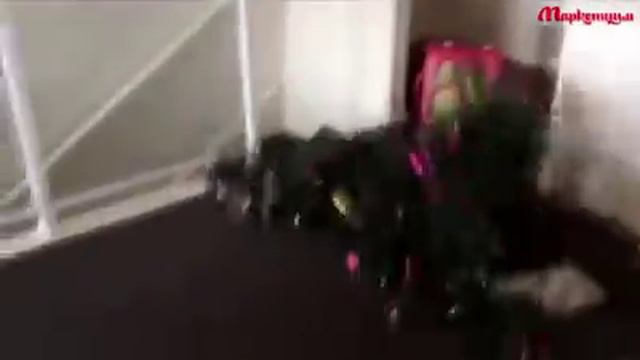 КОТЫ СОШЛИ С УМА НА НОВЫЙ ГОД!!!!!СМОТРЕТЬ ВСЕМ!!!! смотреть онлайн
