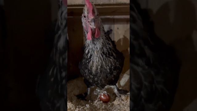 Снеслась !🥚🍳🪺 смотреть онлайн