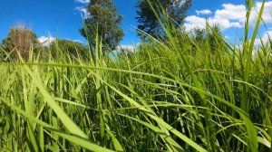 4K трава в поле