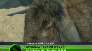 В Кургане открылась выставка кроликов