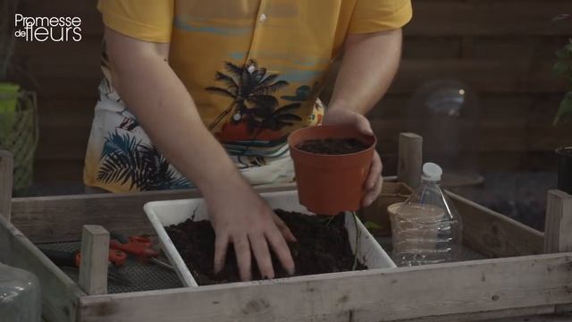 Tuto : bouturer le rosier смотреть онлайн