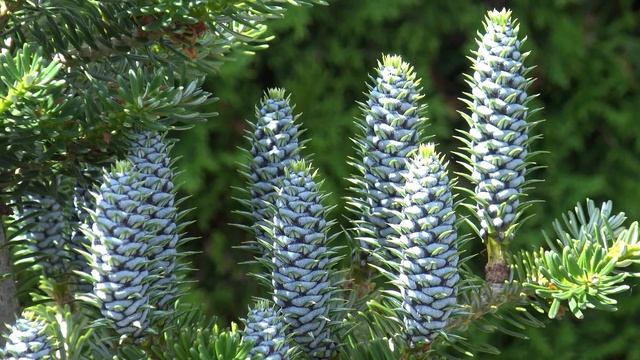Abies Koreana Vengels