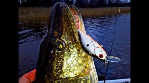 Раздача щуки на Мираж 85