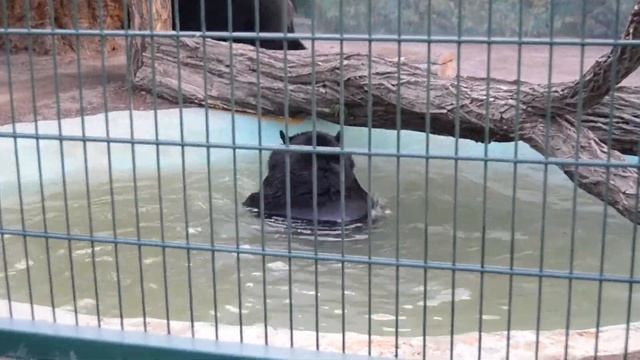 Уссурийский белогрудый медведь кайфует смотреть онлайн