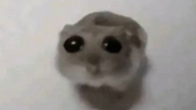 Sad Hamster Violin, 1 Hour