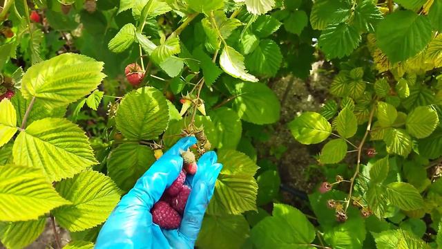 Пшехиба, 2023 г. Пригород Воронежа. Неоднозначный сорт. смотреть онлайн