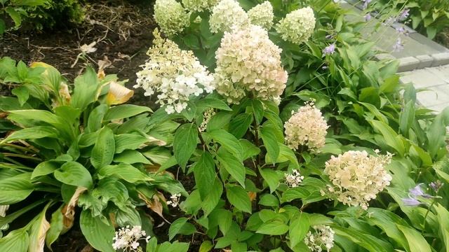 Компактная метельчатая гортензия. Пинки Промис. смотреть онлайн