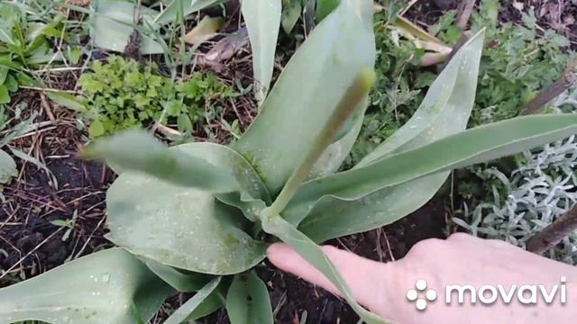 Гиацинты. Почему не цветут? смотреть онлайн