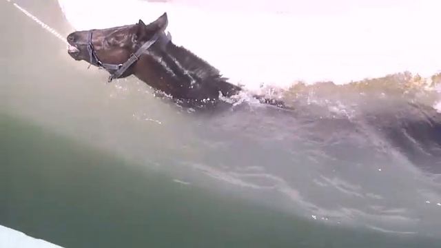 RACEHORSES SWIMMING POOL WORK DAY ПЛАВАНИЕ и ТРЕНИРОВКА КОНЕЙ в БАССЕЙНЕ КИПР смотреть онлайн