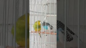 Брачный период у волнистых попугаев
