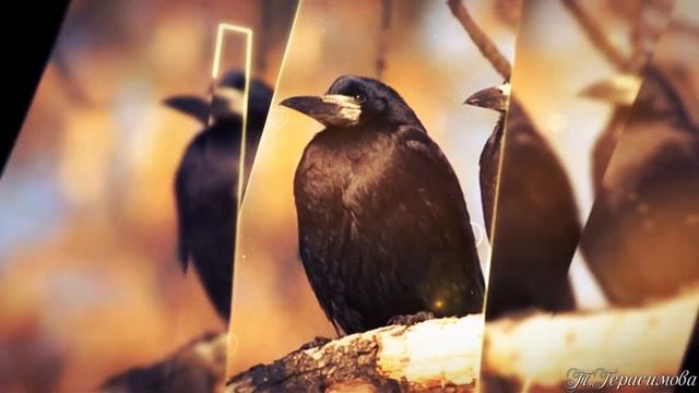 Видео шоу Грачи прилетели Весна смотреть онлайн