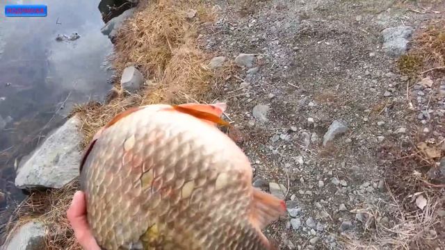 самый большой карась в мире! (три кг.)