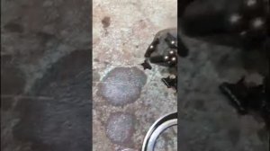 Ремонт выжимного Рено меган2