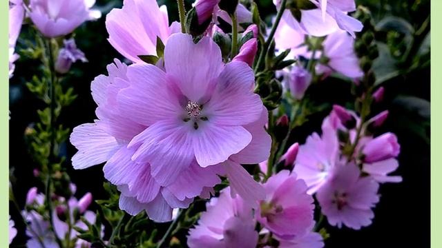 Сидальцея смотреть онлайн