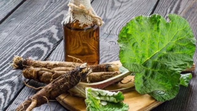 Лопух- русский женьшень с медвежьей силой. смотреть онлайн