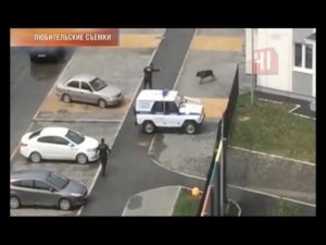 Полицейские застрелили овчарку, покусавшую четырёх людей
