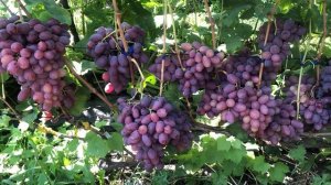Виноград Урум. Тел-098 115 04 16 Анатолій