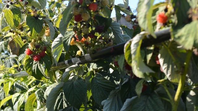 Таганка - один из лучших сортов малины смотреть онлайн