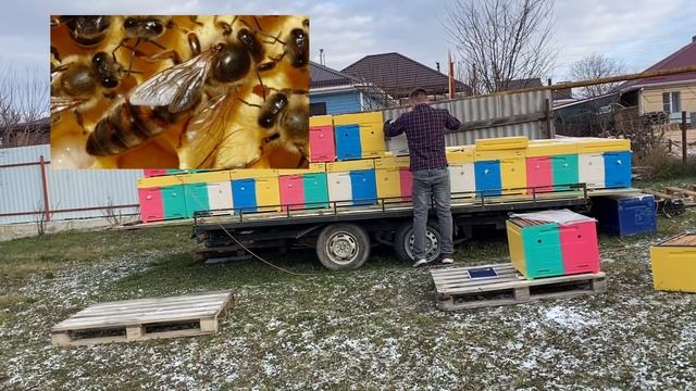 Пчеловодство с нуля, ЛУЧШИЙ УЛИЙ ПРИ СТАРТЕ выбор улья, мы выбрали 6Х2=12 рамок быстрое развитие! смотреть онлайн