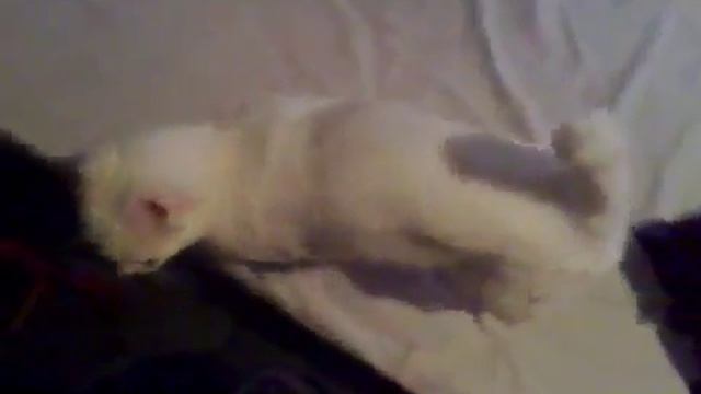 Moxa, o gatinho do calendário do AUG смотреть онлайн