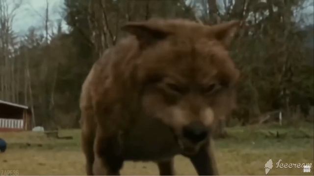 ВЕЛИКИЕ ЦИТАТЫ ВОЛКА/АУВ 🤘🤘🤘🤘🤘🤘 смотреть онлайн