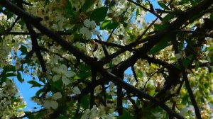 Опыление черешни и вишни.Весна 2019