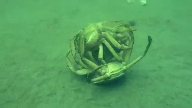 Крабы. Жестокая борьба самцов за обладание самкой смотреть онлайн