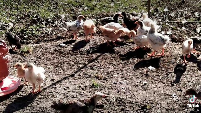 Цыплята, помеси разных пород смотреть онлайн