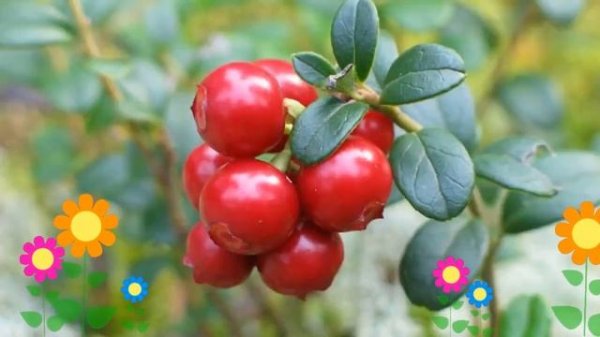 Брусника садовая Runo Bielawskie. Краткий обзор, описание характеристик, где купить саженцы