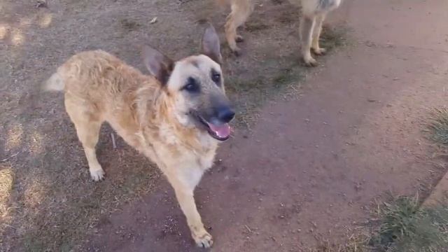 Лакенуа - бельгийская овчарка с кудрявой шерстью смотреть онлайн