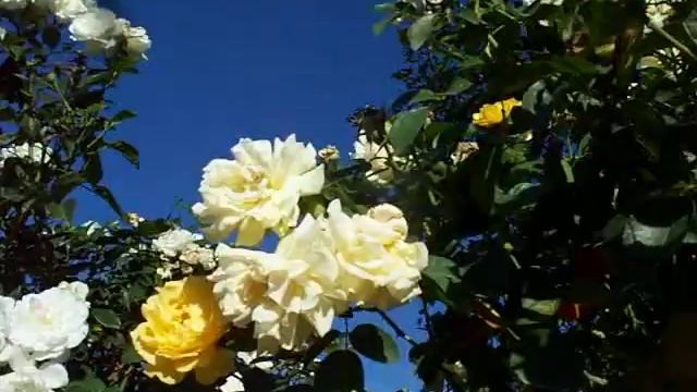 Rose Julia Child 48 tree смотреть онлайн