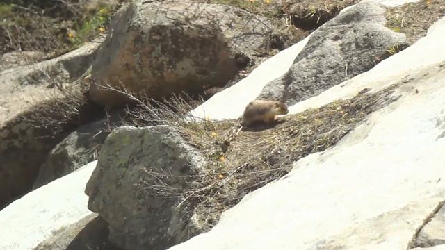ЖИВОТНЫЙ МИР ЮЖНОГО КАЗАХСТАНА смотреть онлайн