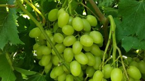 Белая Надежда урожайный виноград раннего срока созревания.