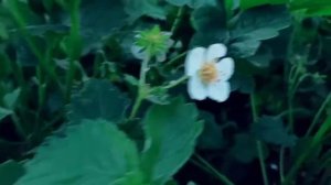 Необычная клубника. Купчиха.