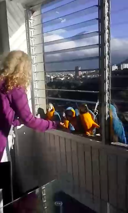 Завтрак с попугаями смотреть онлайн