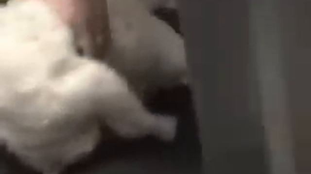 Очень ленивый кот на беговой дорожке Very lazy cat on a treadmill смотреть онлайн