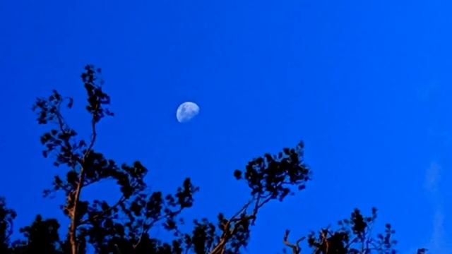 Русский романс -Поёт Олег Гребёнкин - Дорогой длинною смотреть онлайн