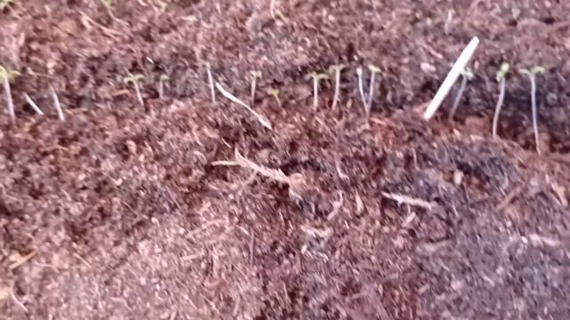 Портулак, алиссум. Пикируем вместе 28.03.21 смотреть онлайн