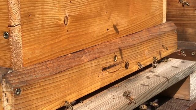 ? Пчёлы-Воровки:( Как бороться с воровством⁉️ смотреть онлайн