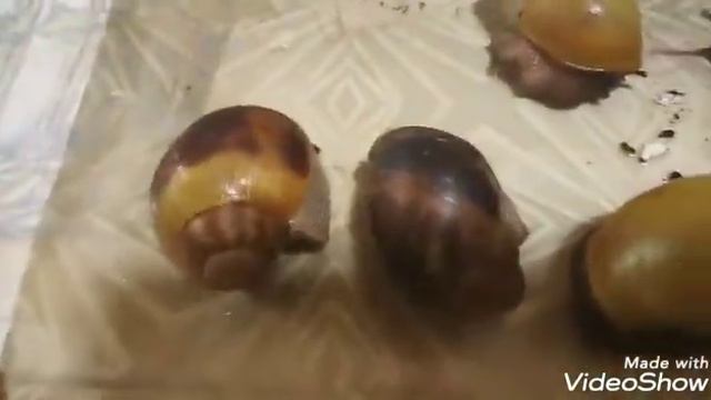Продам!!! Archachatina. Из ахатин есть ахатина ахатина тигр ( Achatina achatina) смотреть онлайн