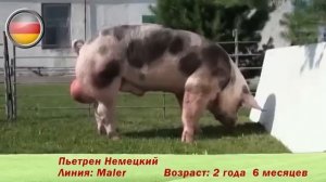 племенные свиньи пород 'Пьетрен