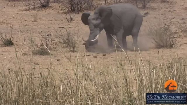Слон против буйвола? Кто сильнее в дикой природе? Разбушевавшийся слон в деле! Слон в лютой ярости! смотреть онлайн